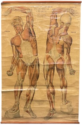 Lot 303 - A mid century American Frohse anatomical chart,...