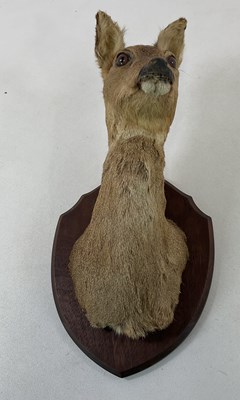 Lot 119 - TAXIDERMY; a doe deer head mounted on wooden...