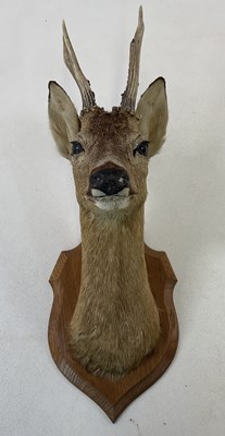 Lot 120 - TAXIDERMY; a deer head mounted on a wooden...