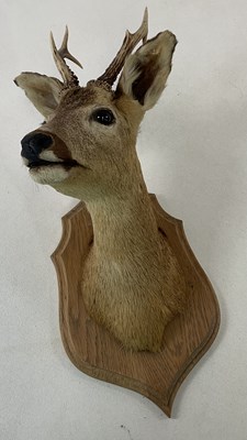 Lot 115 - TAXIDERMY; a deer head mounted on a wooden...