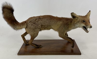 Lot 118 - TAXIDERMY; a fox mounted on a wooden base,...