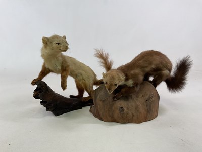 Lot 116 - TAXIDERMY; two stoats each mounted on a wooden...