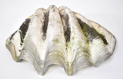 Lot 373 - An early 20th century large half clam shell,...