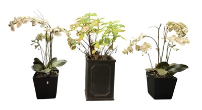 Lot 135 - Three potted simulated plants, height of...