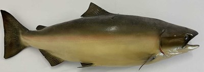 Lot 70 - A large salmon cast, the original fish caught...