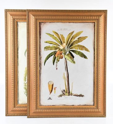 Lot 797 - Two decorative reproduction botanical prints, '...