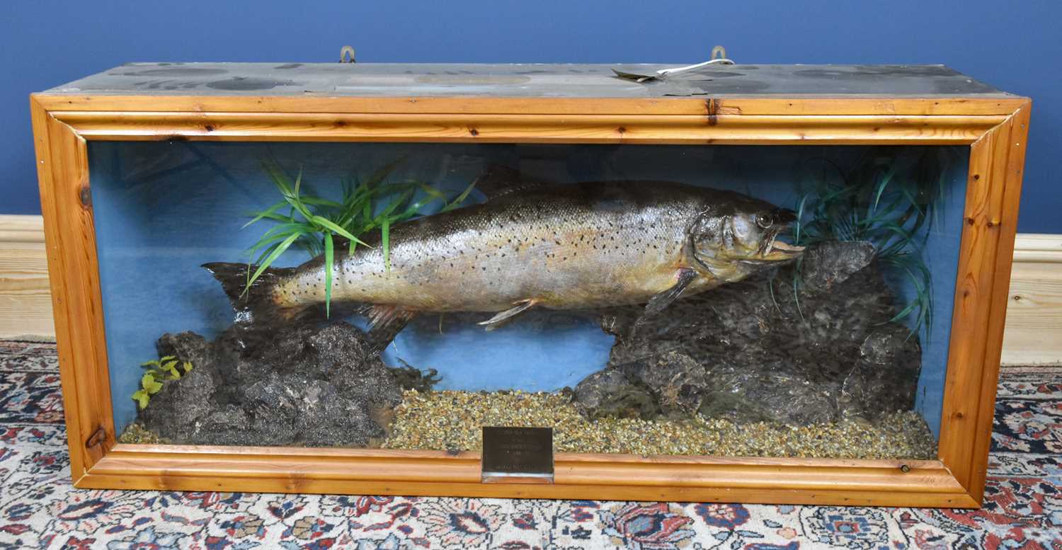 Lot 175 - TAXIDERMY; a cased taxidermy trout, the plaque...