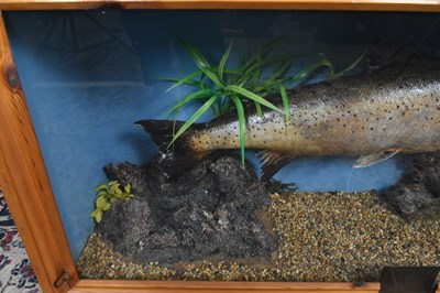 Lot 175 - TAXIDERMY; a cased taxidermy trout, the plaque...