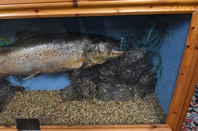 Lot 175 - TAXIDERMY; a cased taxidermy trout, the plaque...