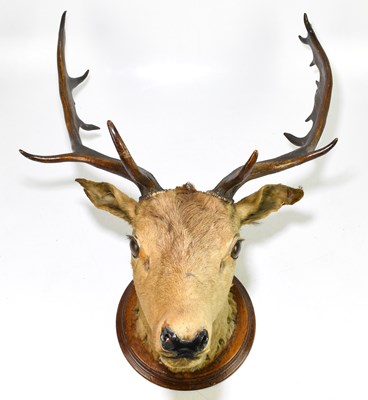 Lot 176 - TAXIDERMY; a taxidermy stag's head with two...