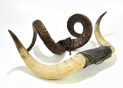 Lot 178 - TAXIDERMY; a pair of bovine horns, with...