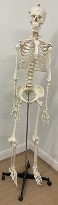 Lot 102 - A full size anatomical study skeleton on stand,...