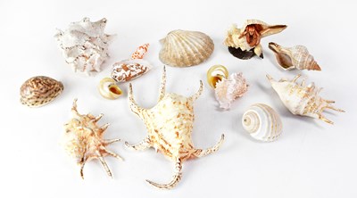 Lot 324 - A collection of various seashells including...