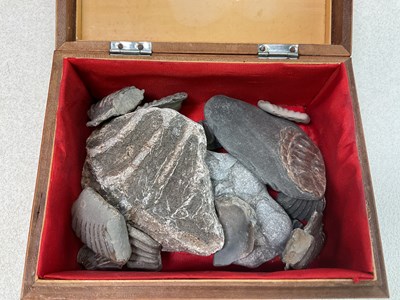 Lot 41 - A collectors' lot including fossils, bottle...