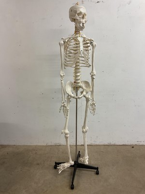 Lot 103 - A simulated bone full size human skeleton on...