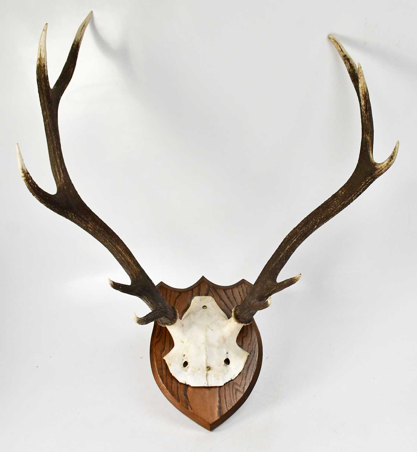 Lot 373 - A pair of ten-point stag antlers, mounted on...