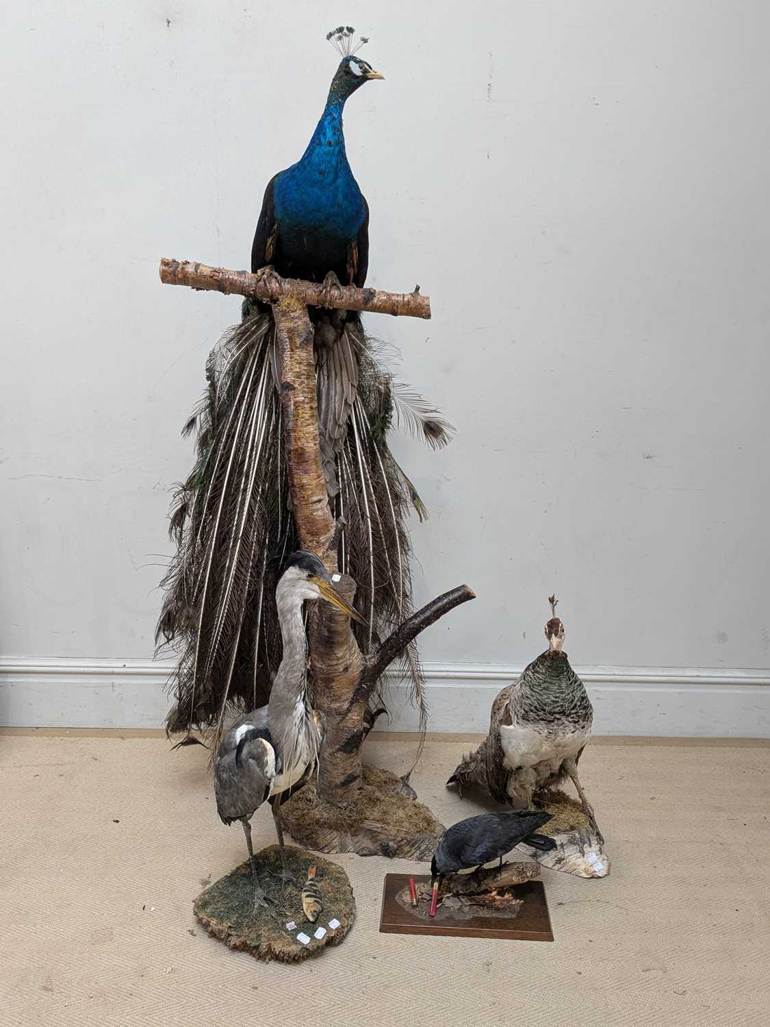 Lot 1367 - TAXIDERMY; a large model of a peacock perching...