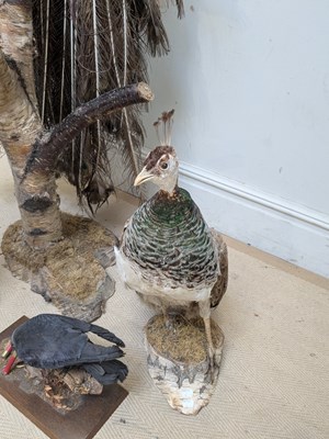 Lot 1367 - TAXIDERMY; a large model of a peacock perching...