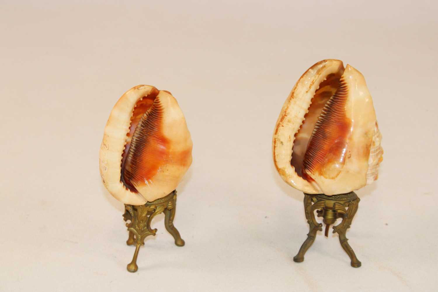 Lot 1249 - A pair of unusual carved conch shells mounted...