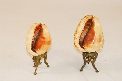 Lot 1249 - A pair of unusual carved conch shells mounted...