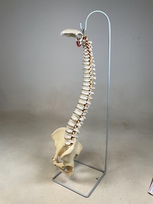 Lot 86 - A German made resin model of a spine and hips...