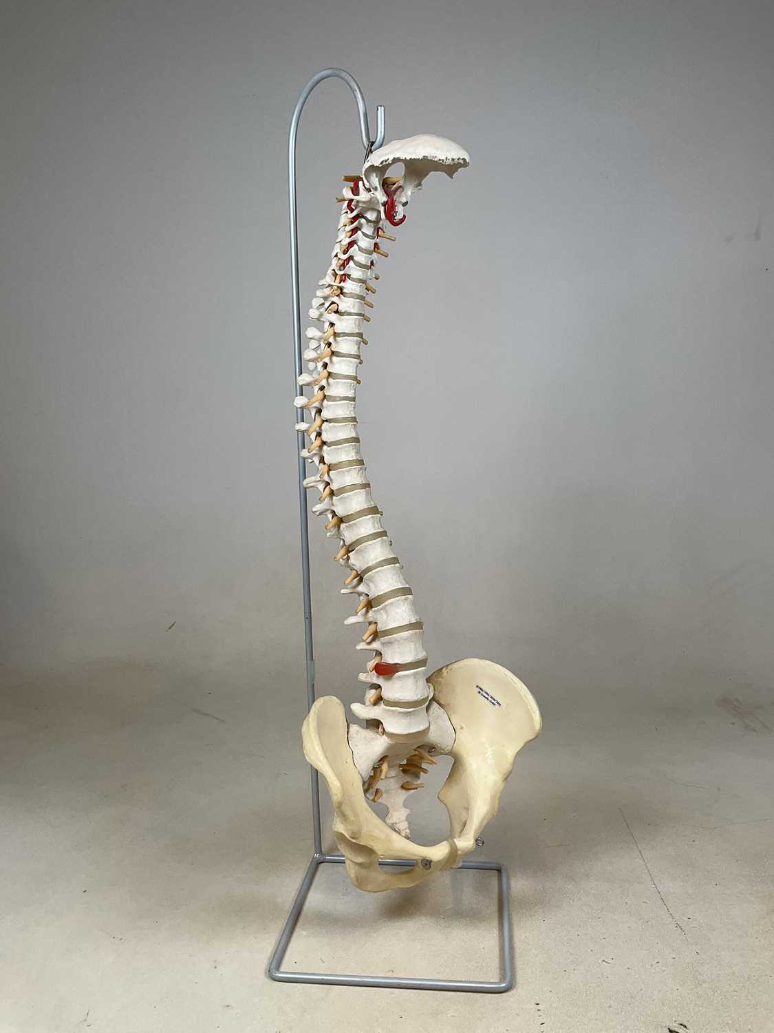 Lot 86 A German made resin model of a spine and hips