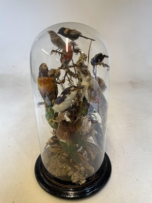 Lot 139 - A taxidermy display of exotic birds underneath...