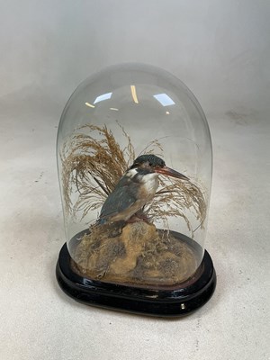 Lot 138 - A taxidermy of a kingfisher mounted under...