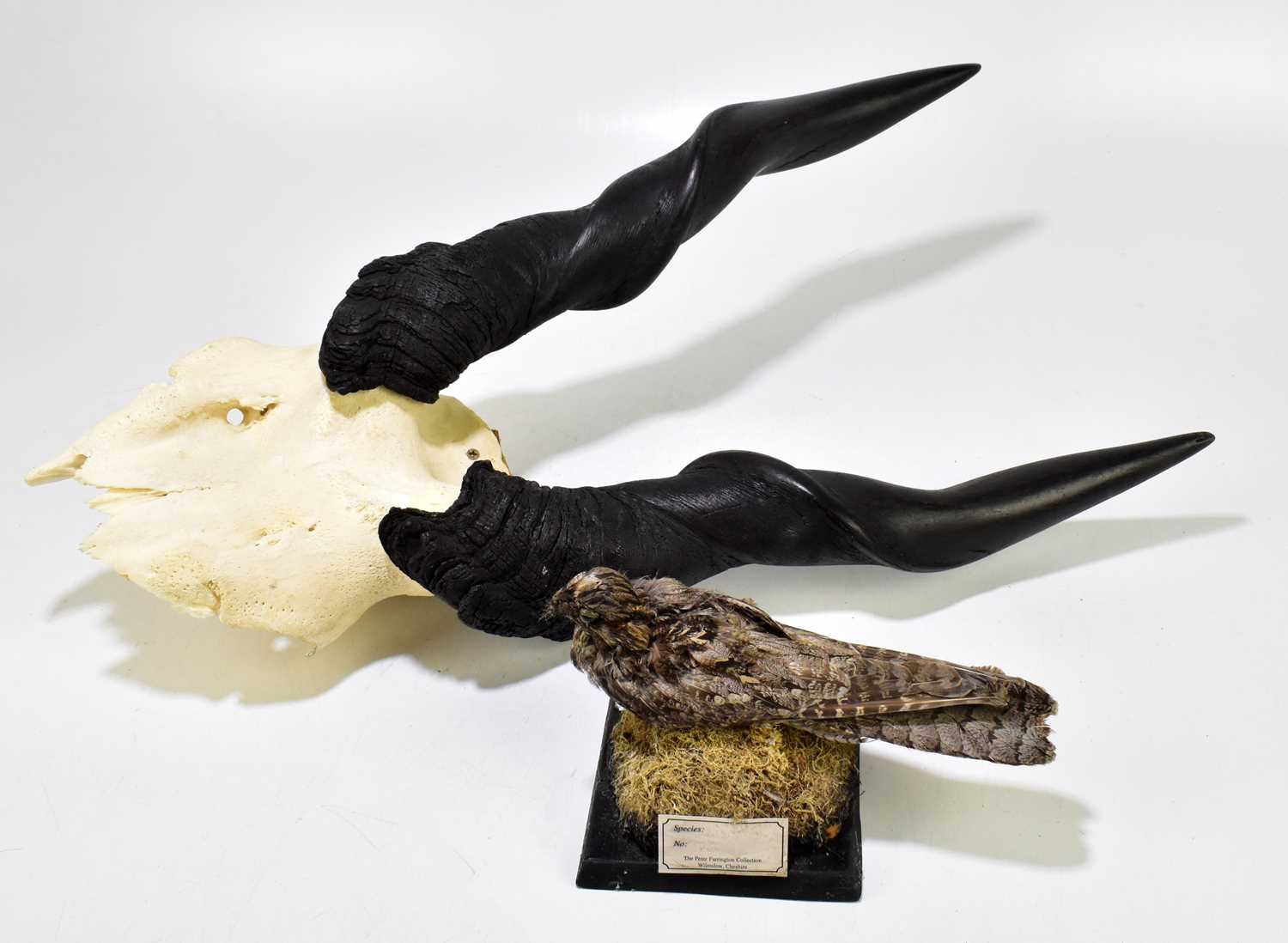 Lot 212 - TAXIDERMY; a model of a nightjar