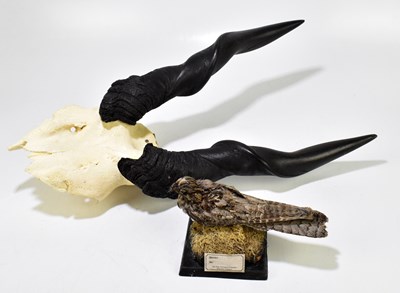 Lot 212 - TAXIDERMY; a model of a nightjar