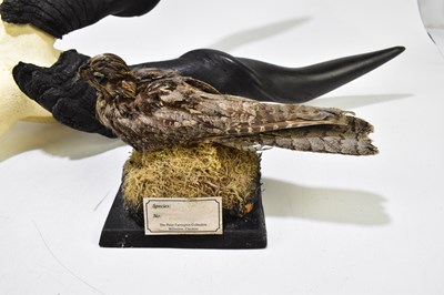 Lot 212 - TAXIDERMY; a model of a nightjar