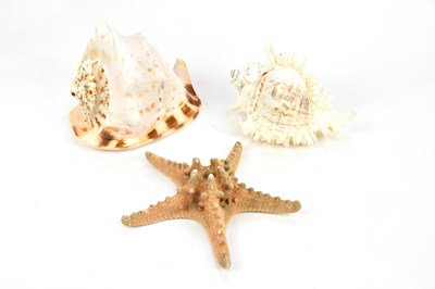 Lot 1396 - NATURAL HISTORY; two conch shells and a...