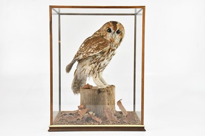 Lot 800 - A cased taxidermy tawny owl in naturalistic...