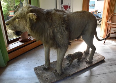 Lot 302 - An early 20th century taxidermy African lion,...