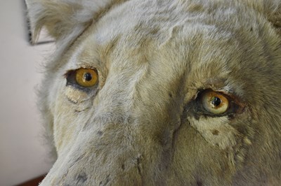 Lot 302 - TAXIDERMY; an early 20th century taxidermy...