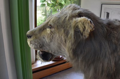 Lot 302 - TAXIDERMY; an early 20th century taxidermy...