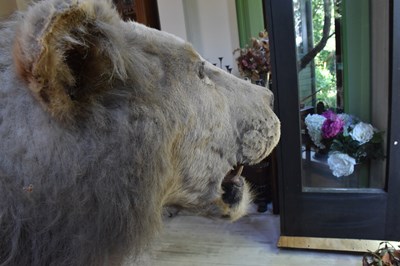 Lot 302 - TAXIDERMY; an early 20th century taxidermy...