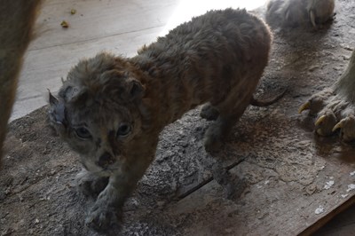 Lot 302 - TAXIDERMY; an early 20th century taxidermy...