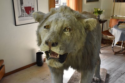 Lot 302 - TAXIDERMY; an early 20th century taxidermy...