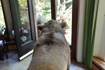 Lot 302 - TAXIDERMY; an early 20th century taxidermy...