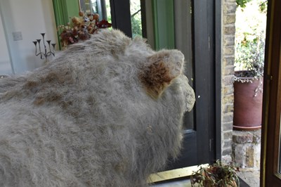 Lot 302 - TAXIDERMY; an early 20th century taxidermy...