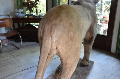 Lot 302 - TAXIDERMY; an early 20th century taxidermy...