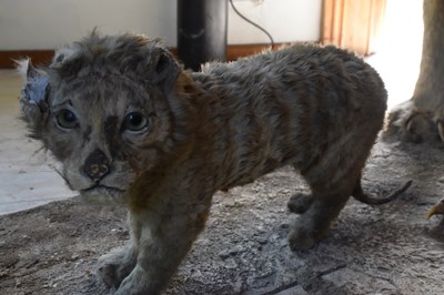 Lot 302 - TAXIDERMY; an early 20th century taxidermy...
