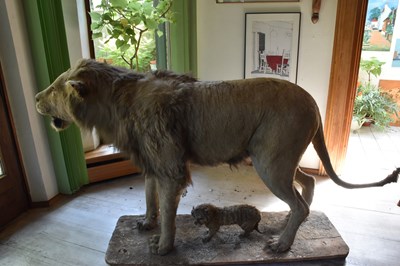 Lot 302 - TAXIDERMY; an early 20th century taxidermy...