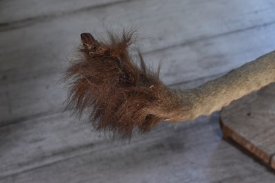 Lot 302 - TAXIDERMY; an early 20th century taxidermy...