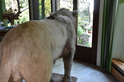 Lot 302 - TAXIDERMY; an early 20th century taxidermy...