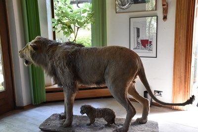 Lot 302 - TAXIDERMY; an early 20th century taxidermy...