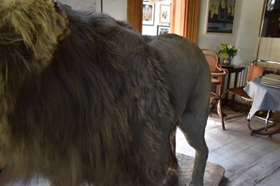 Lot 302 - TAXIDERMY; an early 20th century taxidermy...