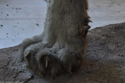 Lot 302 - TAXIDERMY; an early 20th century taxidermy...