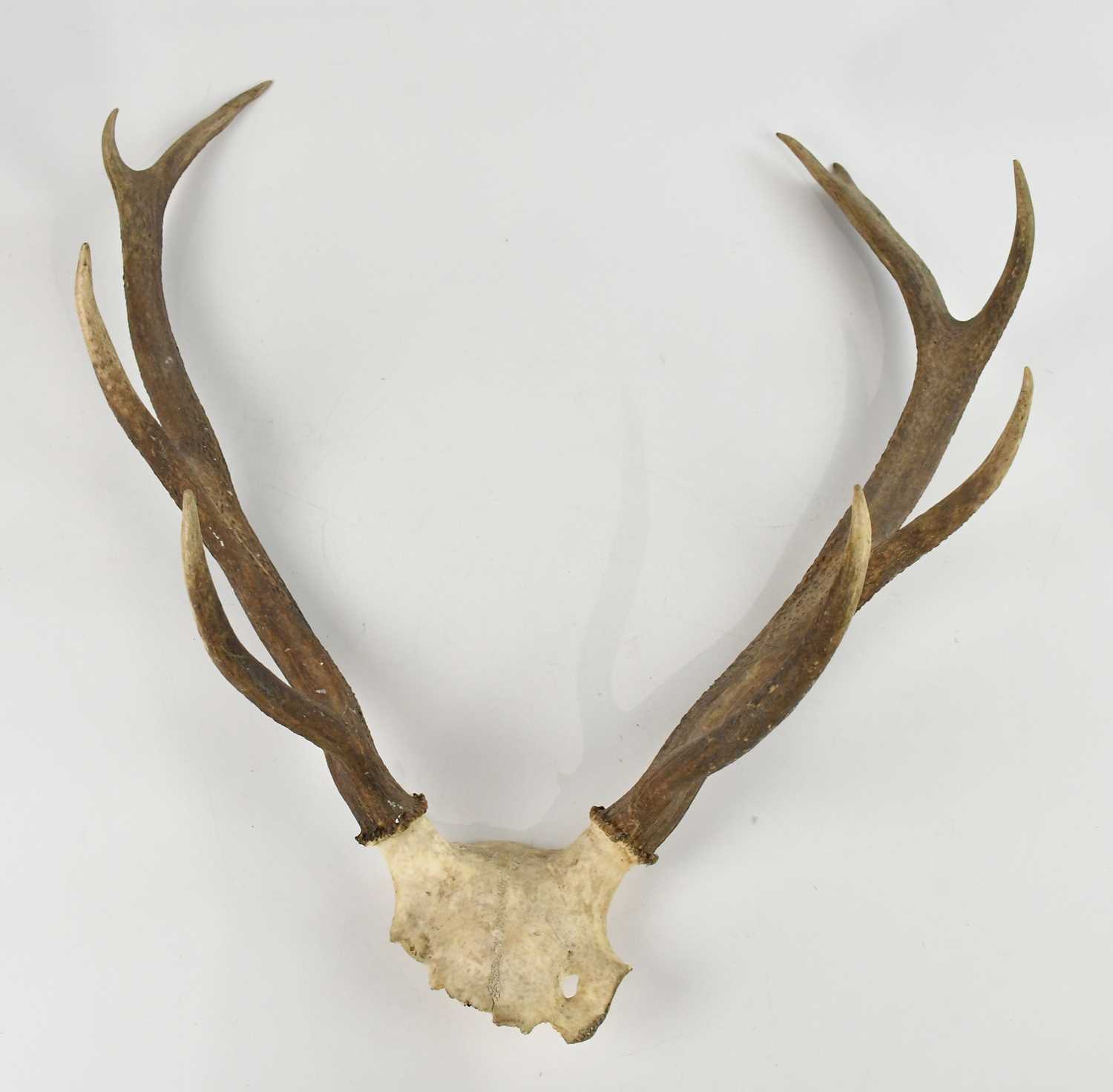 Lot 1421 - A pair of eight point stag antlers, 65cm.
